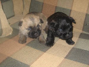 Cairn and Westie Puppies