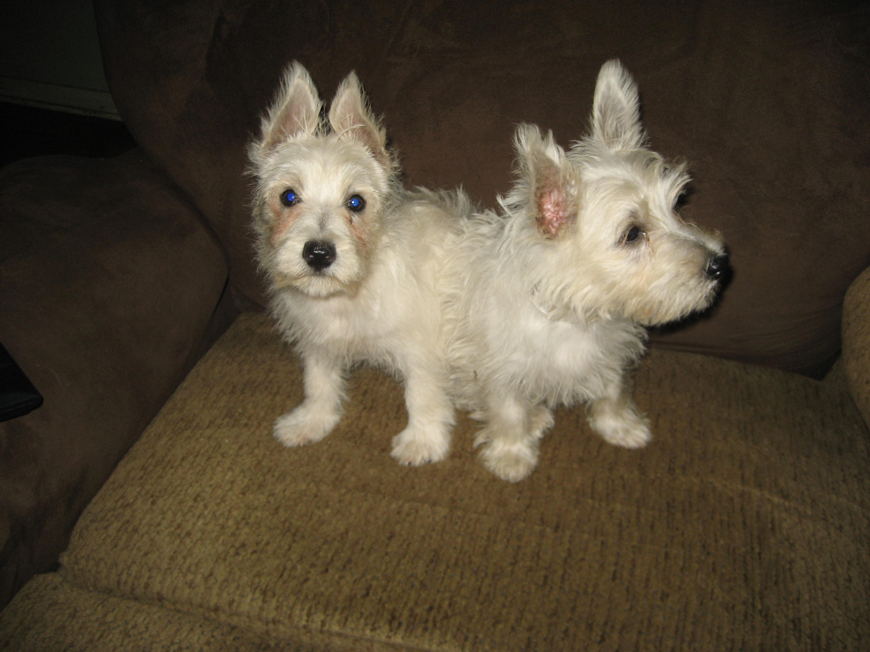 Cairn and Westie Puppies