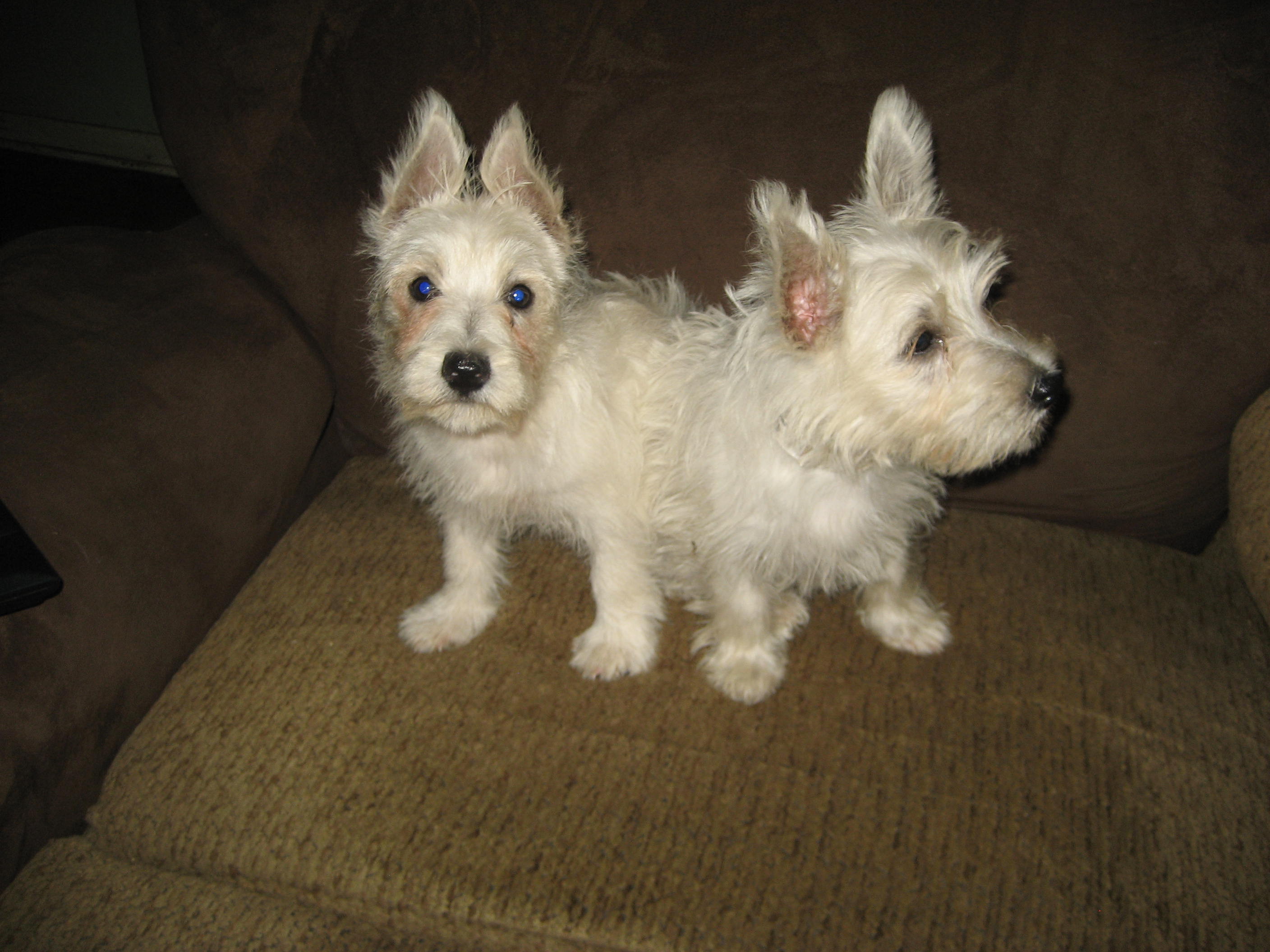 westie cairn